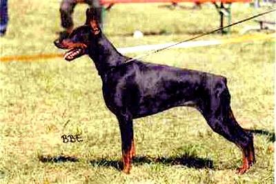 Beluga v. Hanseaten | Black Doberman Pinscher