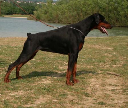 Amor Amor of Devil Inside | Brown Doberman Pinscher