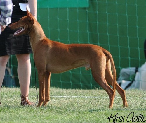 Northgate's Forever N Ever | Pharaoh Hound 