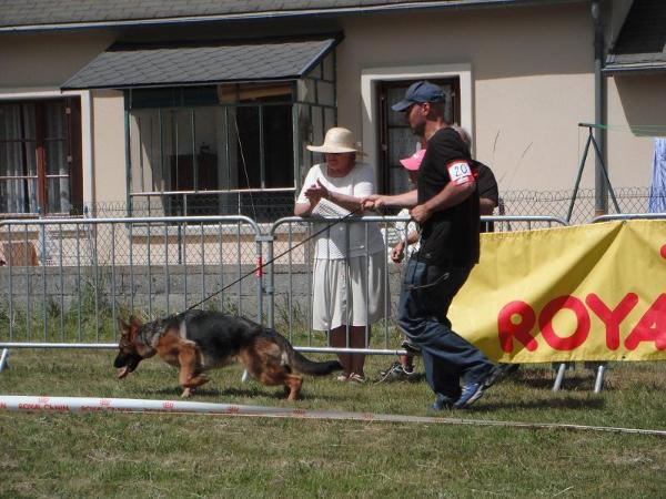 Texee du val d'Anzin | German Shepherd Dog 