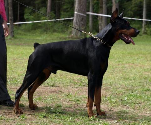 Orion Ekoive di Matario | Black Doberman Pinscher