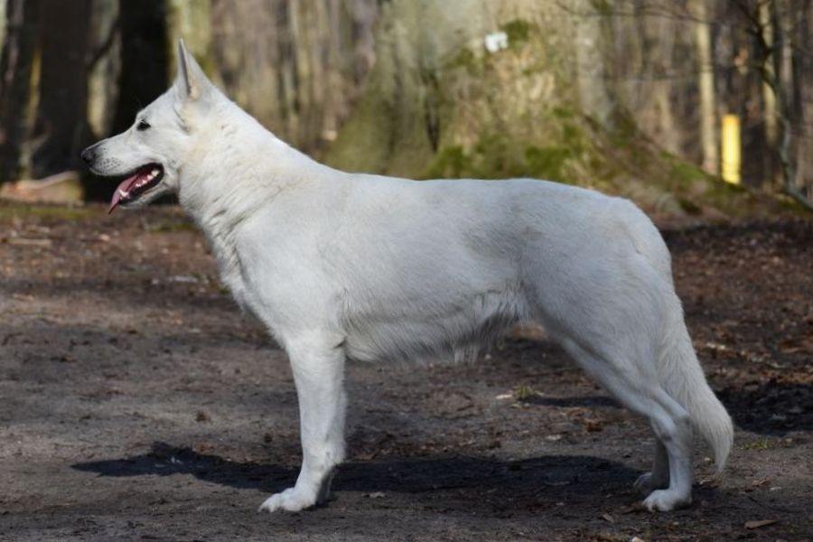 Canta Lupa HANA OD BABY Z PSAMI | White Swiss Shepherd Dog 