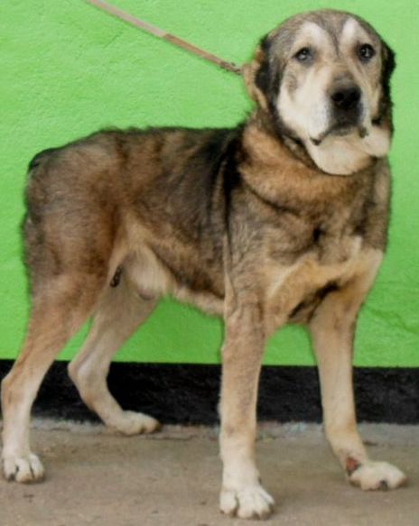 Chambr Yoltay SevGul | Central Asian Shepherd Dog 