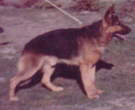 Nils vom kleinen Mohr | German Shepherd Dog 