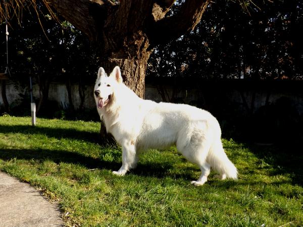 Honey wolf do vale das princesas | White Swiss Shepherd Dog 