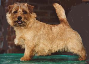 Allright Buttons | Norfolk Terrier 