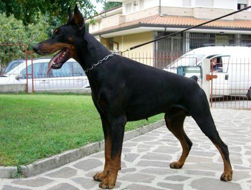 Lothar di Villa Conte | Black Doberman Pinscher