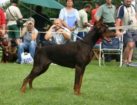 Insignis Ishtar v. Hunnoterra | Brown Doberman Pinscher