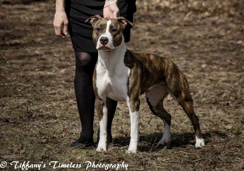 h2o's We'll Always Remember | American Staffordshire Terrier 