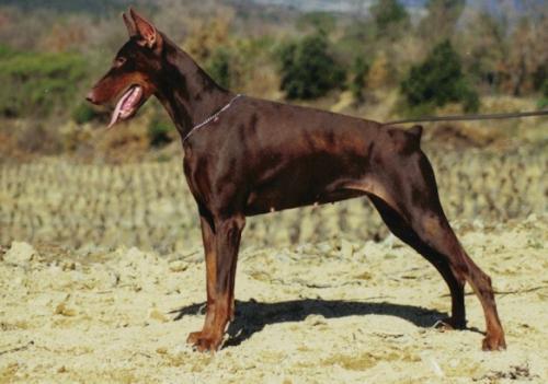 Notilya Naël v. Bolcanstern | Brown Doberman Pinscher