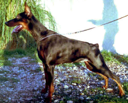 Nakila Nwica v. Bolcanstern | Black Doberman Pinscher