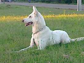 Sasha | White Swiss Shepherd Dog 