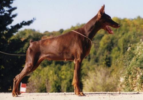 Naachen Nwiphya v. Bolcanstern | Brown Doberman Pinscher