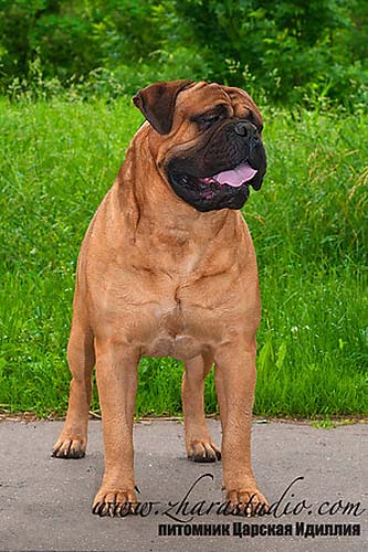 Lemabull Need You Here To Antallis | Bullmastiff 