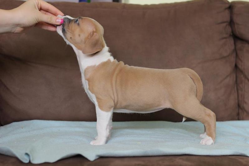 Burchat Amo la Vida | American Staffordshire Terrier 