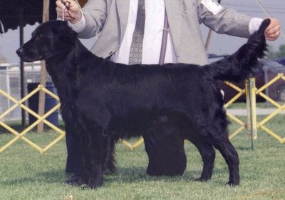 Darktarn Blac Phineas | Flat-Coated Retriever 