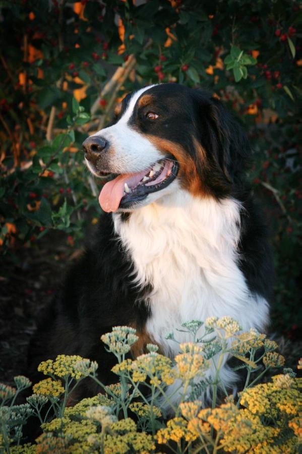 Rebecca From Balihara Ranch | Bernese Mountain Dog 
