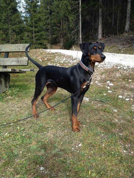 Blade in black Aijo set bohemicus | German Pinscher 