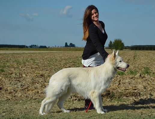 Snowlion Storm Spirit | White Swiss Shepherd Dog 