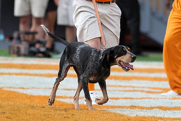 Bluetick Coonhound
