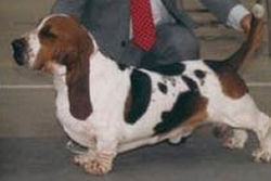 E- Southlake Borden Chantry | Basset Hound 