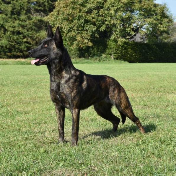 Kyra (H.Knoren BRN33611) | Dutch Shepherd 