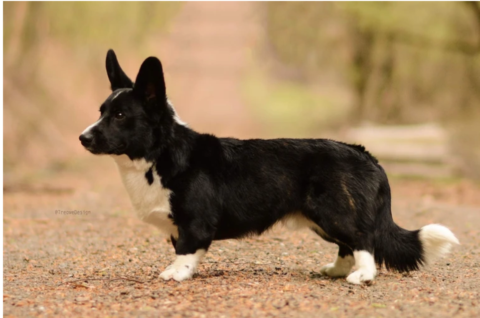 PIETRA of Trefilio Borntobe Colt 6th Action | Cardigan Welsh Corgi 