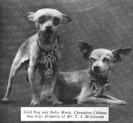 Gold Bug 174814 [Mr. T.J. McGovern] | Chihuahua 