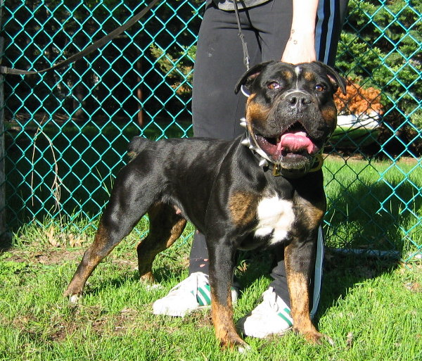 PELTO'S ECHO | Olde English Bulldogge 