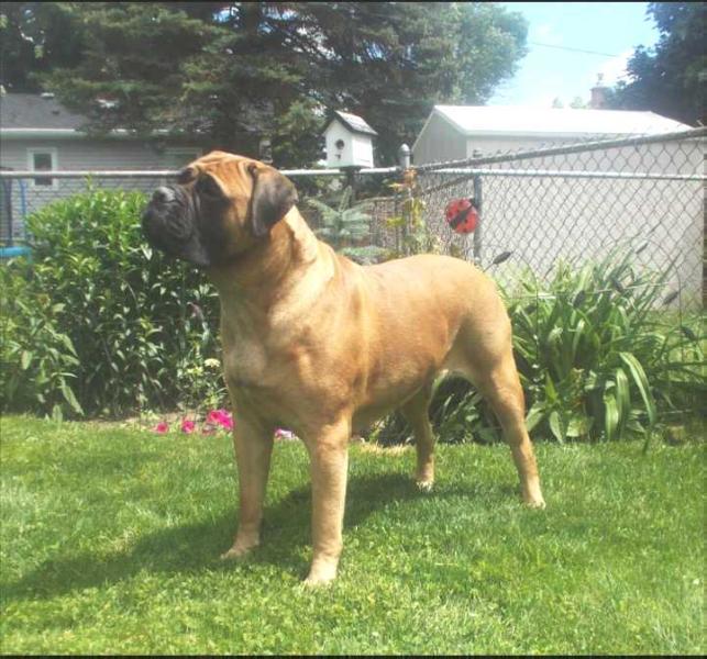 Cornerstone's Sweet Temptation | Bullmastiff 