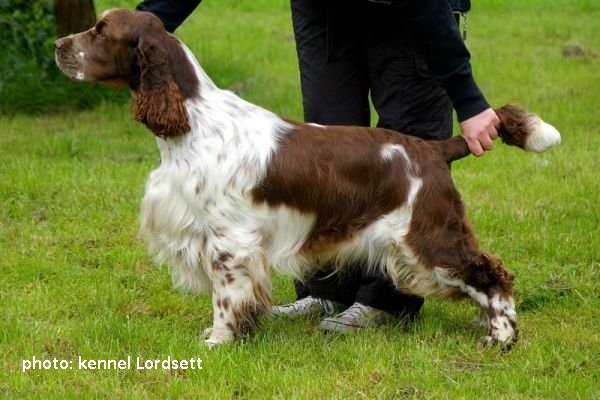 Whizzbang Man Of The World | English Springer Spaniel 