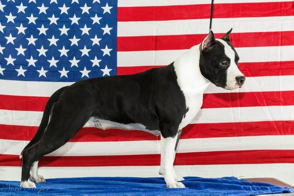 Nord Keeper Any Want To Be Me | American Staffordshire Terrier 