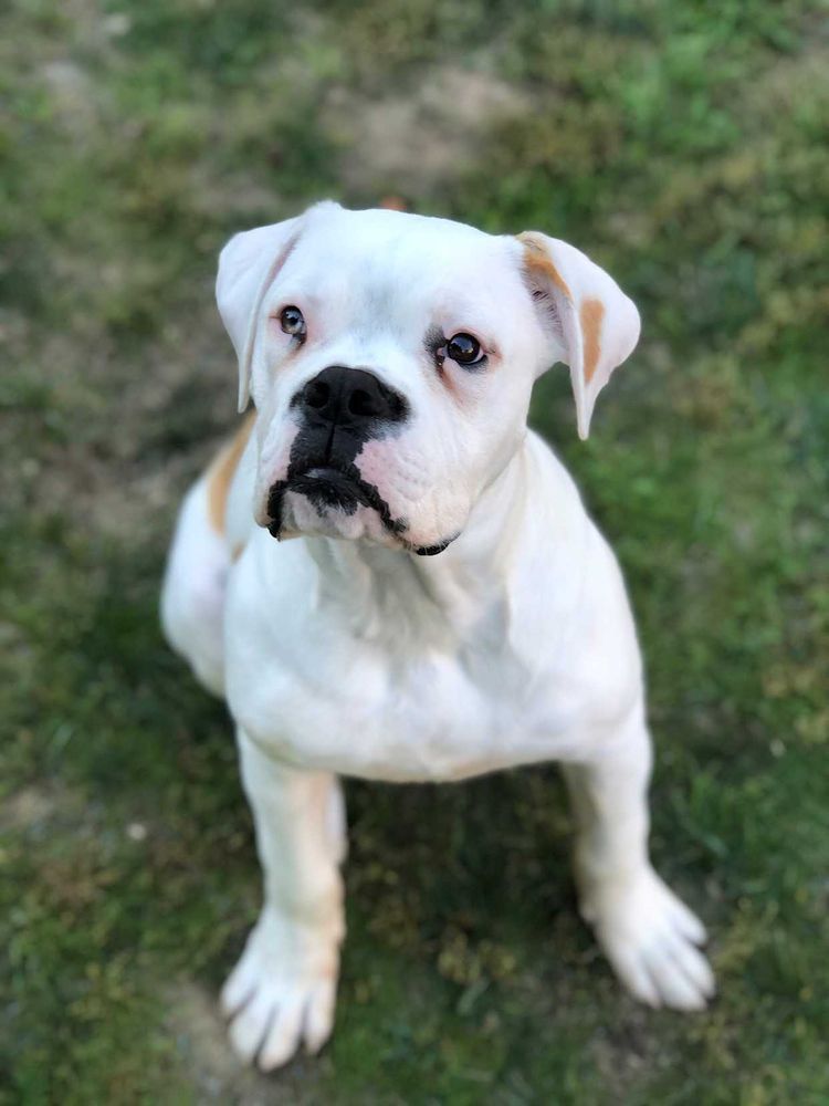 Pino’s Muscles | American Bulldog 