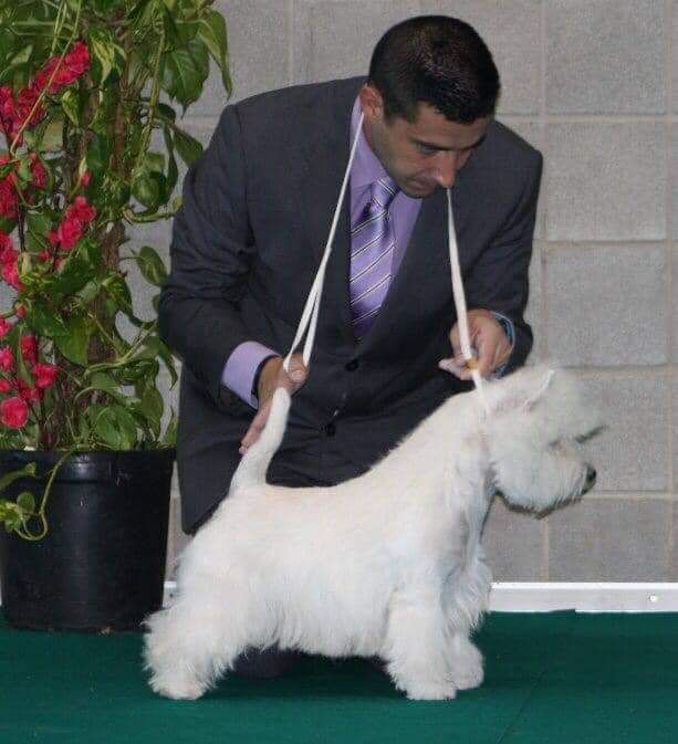 Harry Potter from Gryffindor | West Highland White Terrier 