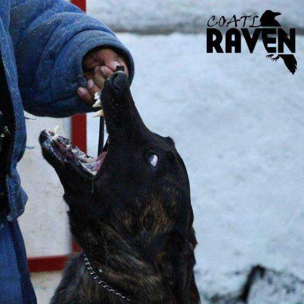 Coatl Raven (Vargas) Mex. FCI. | Dutch Shepherd 