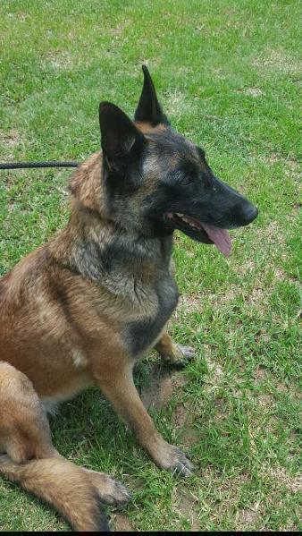 vom haus harrock cara | Belgian Malinois 