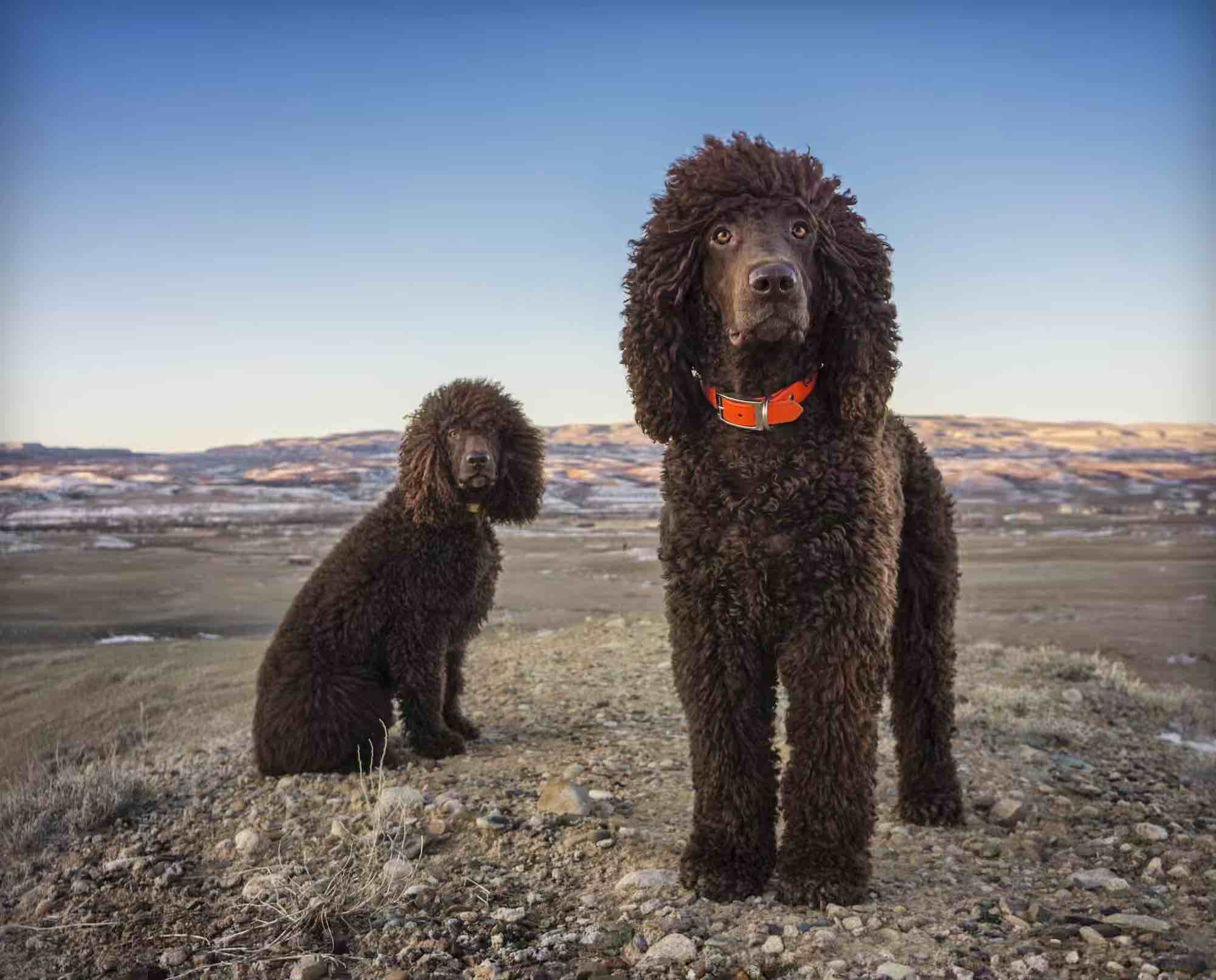 Irish Water Spaniel