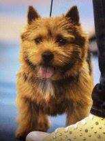 KRISTOL'S HOUSE WASHINGTON | Norwich Terrier 