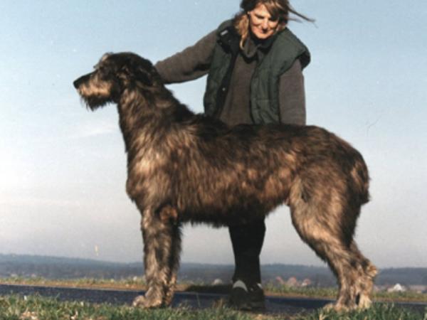 Pitlochry's Jack Eagle | Irish Wolfhound 