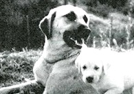 Almila of Bozuyuk | Anatolian Shepherd Dog 