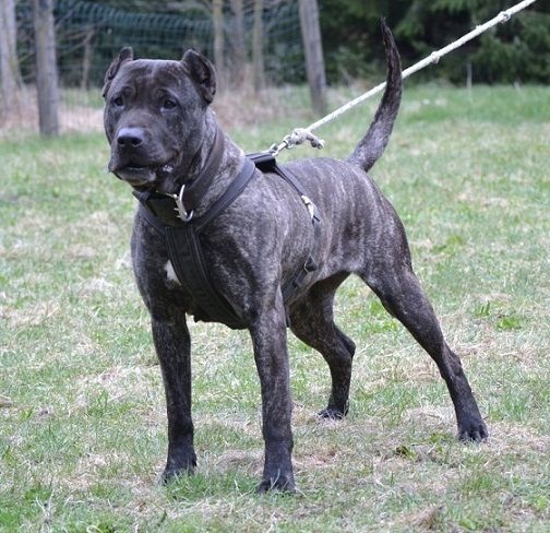 Ramera de la Arena | Perro de Presa Canario 