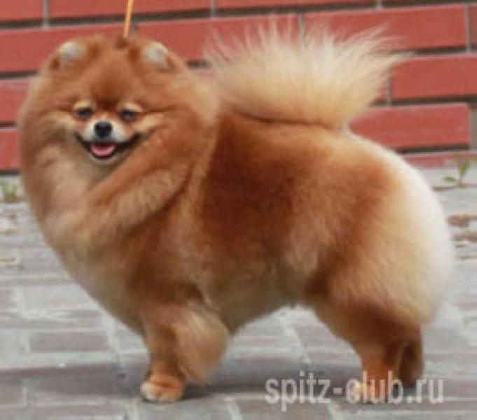 Darikar Sweety Pea | Pomeranian 