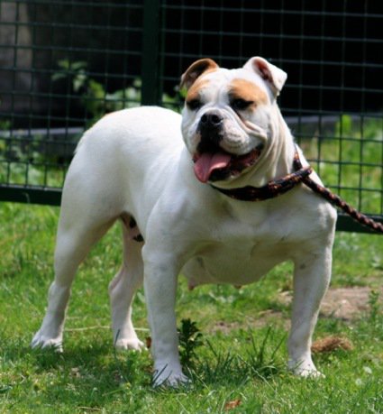 bullforce smokey | Olde English Bulldogge 