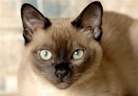 Tonkinese