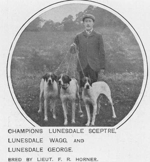 Lunesdale Sceptre | Pointer 