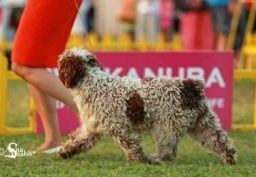 Zorrazo Xtreme | Spanish Water Dog 