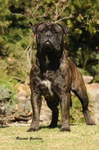 Solita alma stone | Bullmastiff 