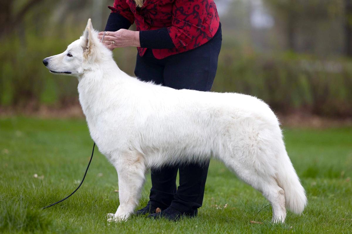 Rus Pride Chasing Diamonds | White Swiss Shepherd Dog 