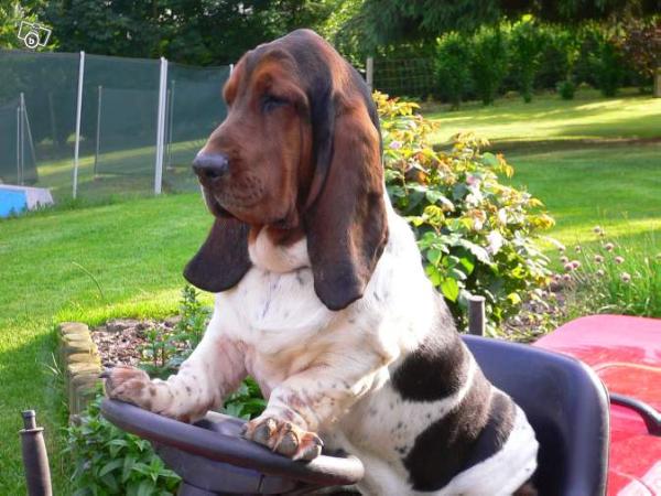 Couscous du haras de la vergne | Basset Hound 