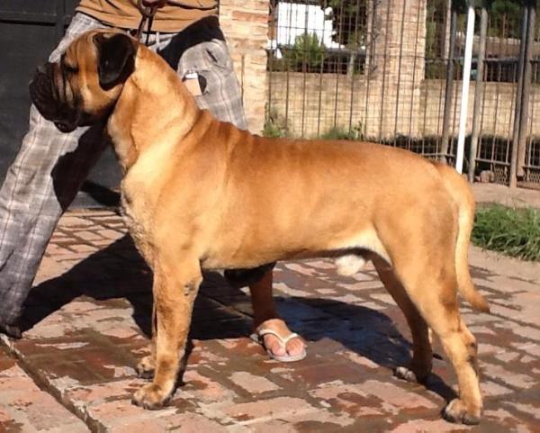 Taxi boy alma stone | Bullmastiff 